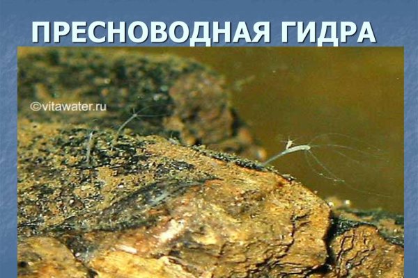 Кракен онион даркнет площадка