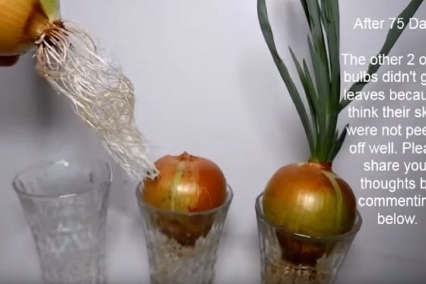 Официальный сайт даркнет