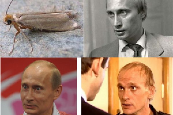 Kraken что это такое