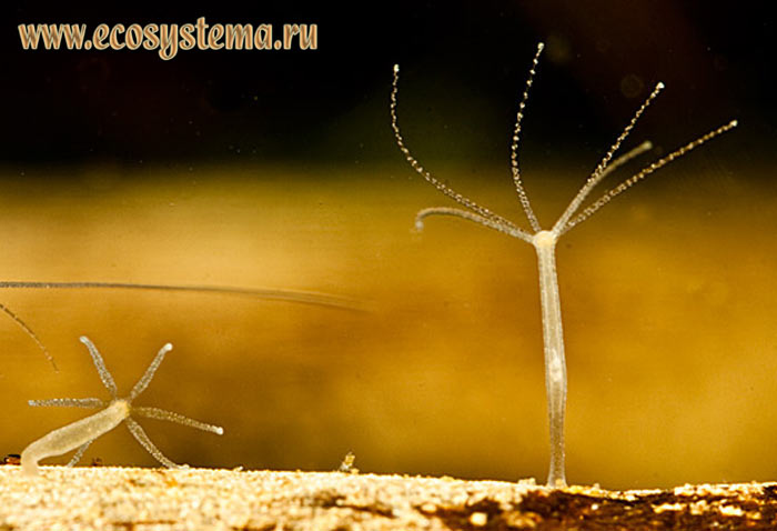 Ссылка кракен kraken torion net